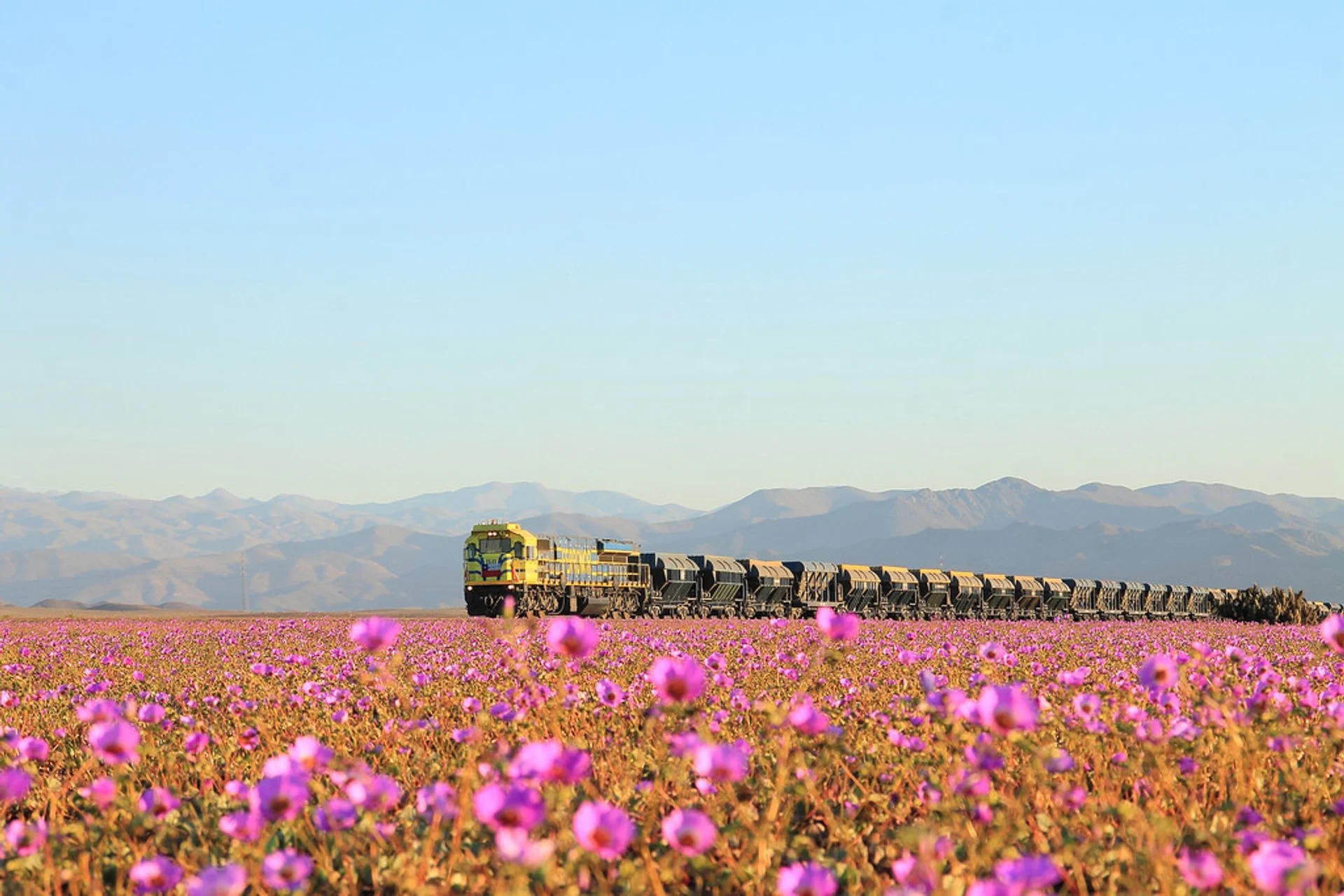Les 10 champs de fleurs les plus spectaculaires du monde
