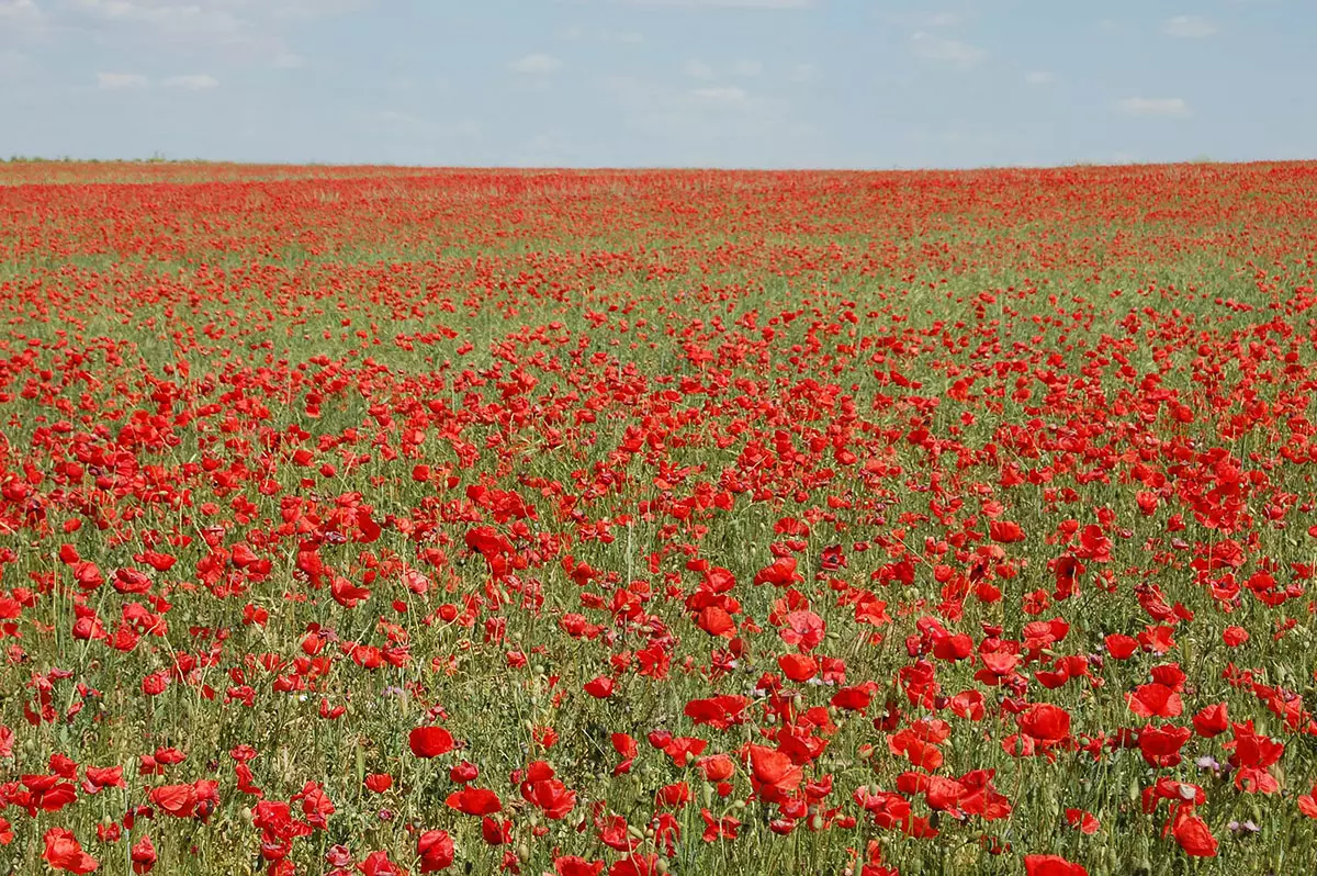 Les champs de fleurs les plus spectaculaires du monde - Civitatis