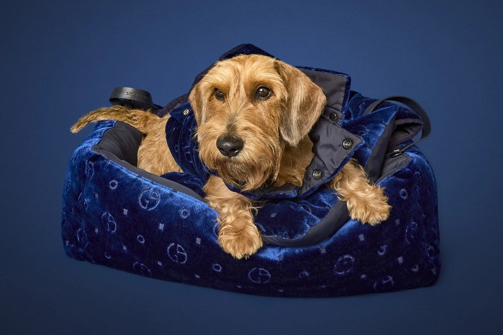 Giorgio Armani et Poldo Dog Couture dévoilent une collection chic pour nos amis à quatre pattes