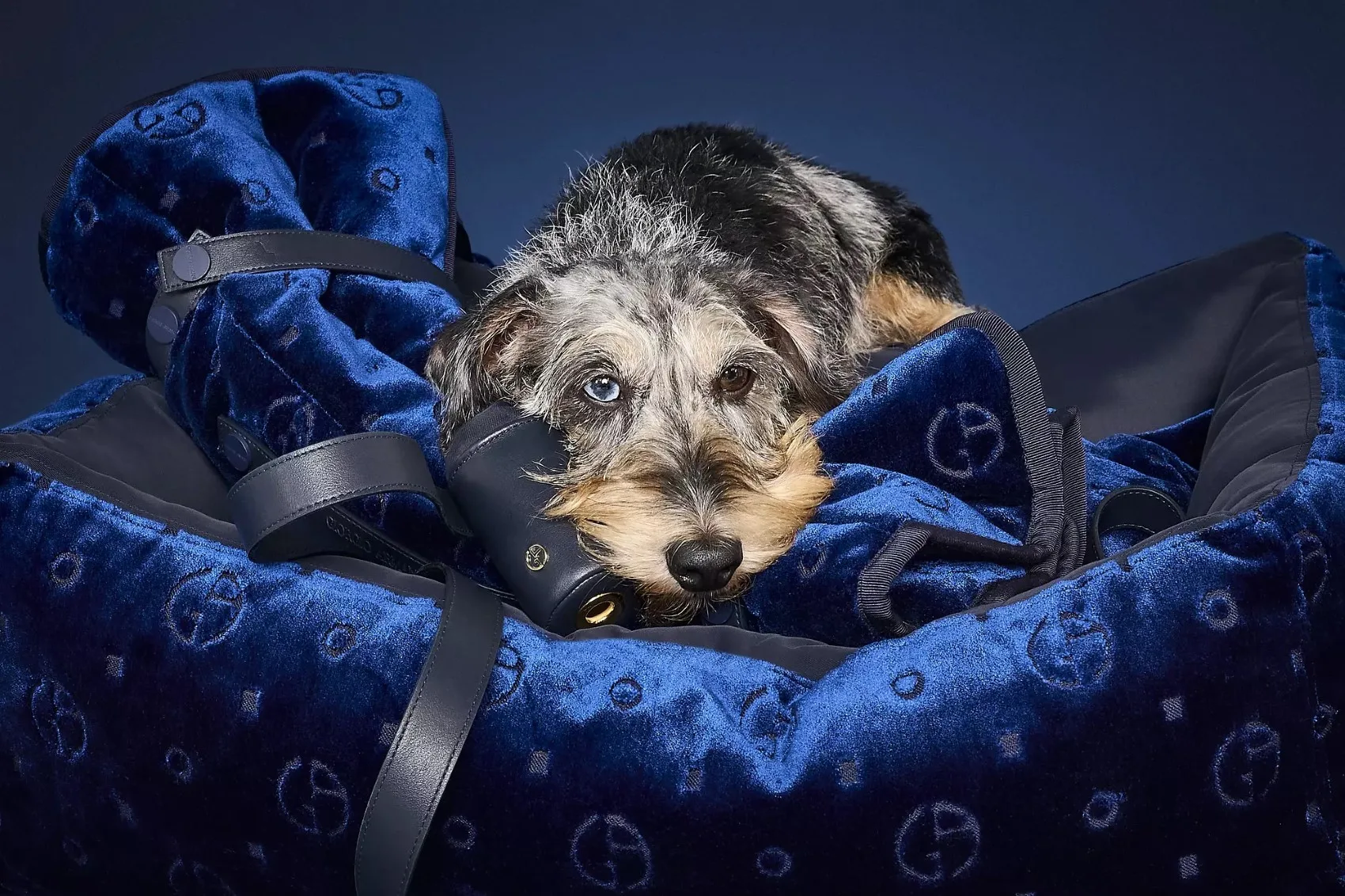 Giorgio Armani x Poldo Dog Couture 1 Giorgio Armani et Poldo Dog Couture dévoilent une collection chic pour nos amis à quatre pattes