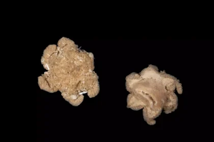 Plus de 100 nouvelles espèces découvertes dans la fosse de Bounty en Nouvelle-Zélande