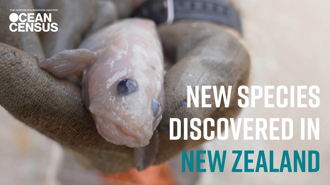 Plus de 100 nouvelles espèces découvertes dans la fosse de Bounty en Nouvelle-Zélande