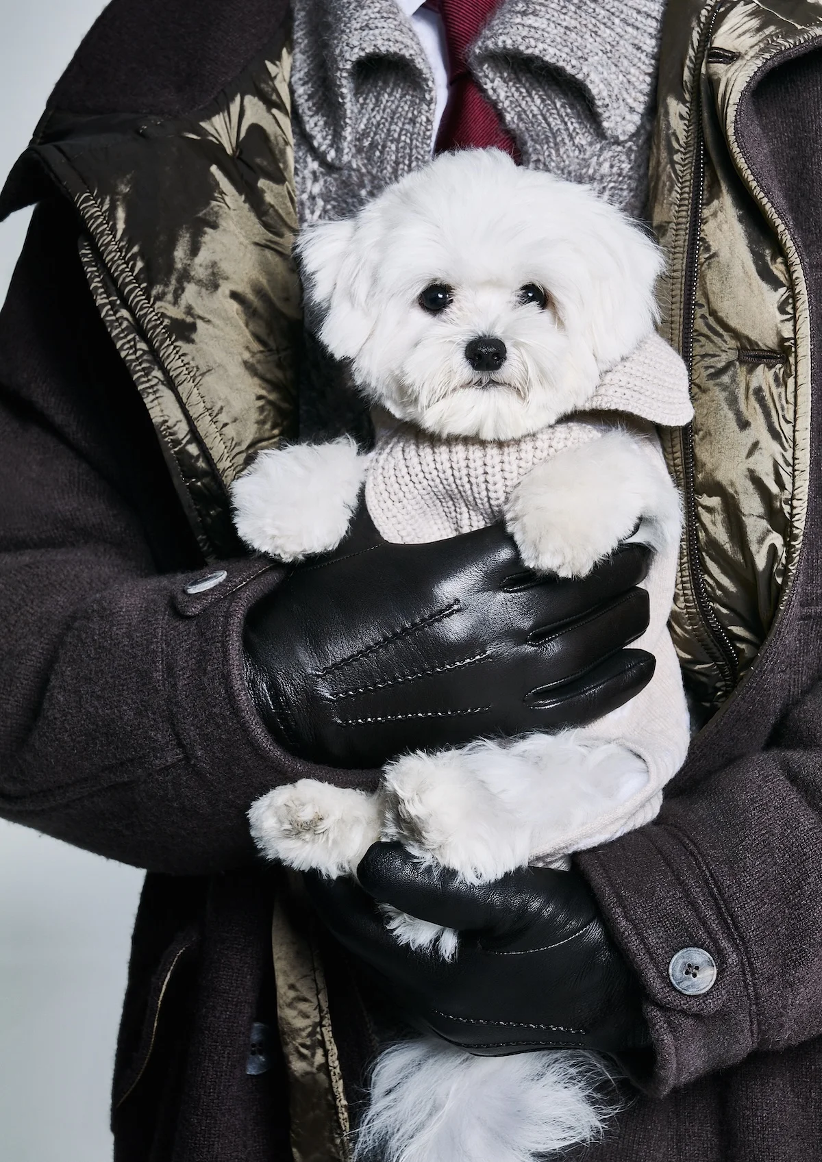 Giorgio Armani s'est associé à Poldo Dog Couture pour créer une ligne de mode de luxe pour animaux de compagnie