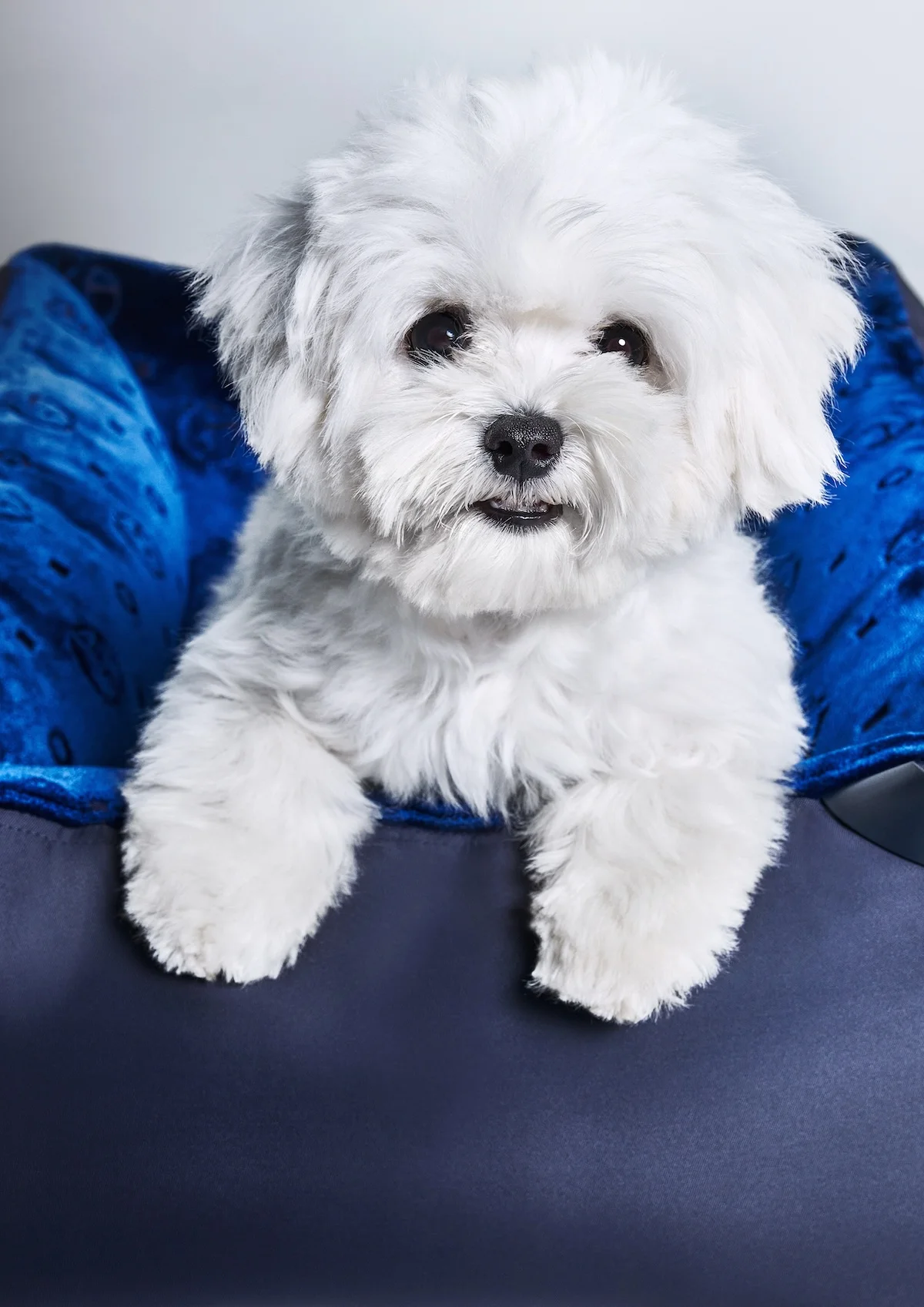 Giorgio Armani s'est associé à Poldo Dog Couture pour créer une ligne de mode de luxe pour animaux de compagnie