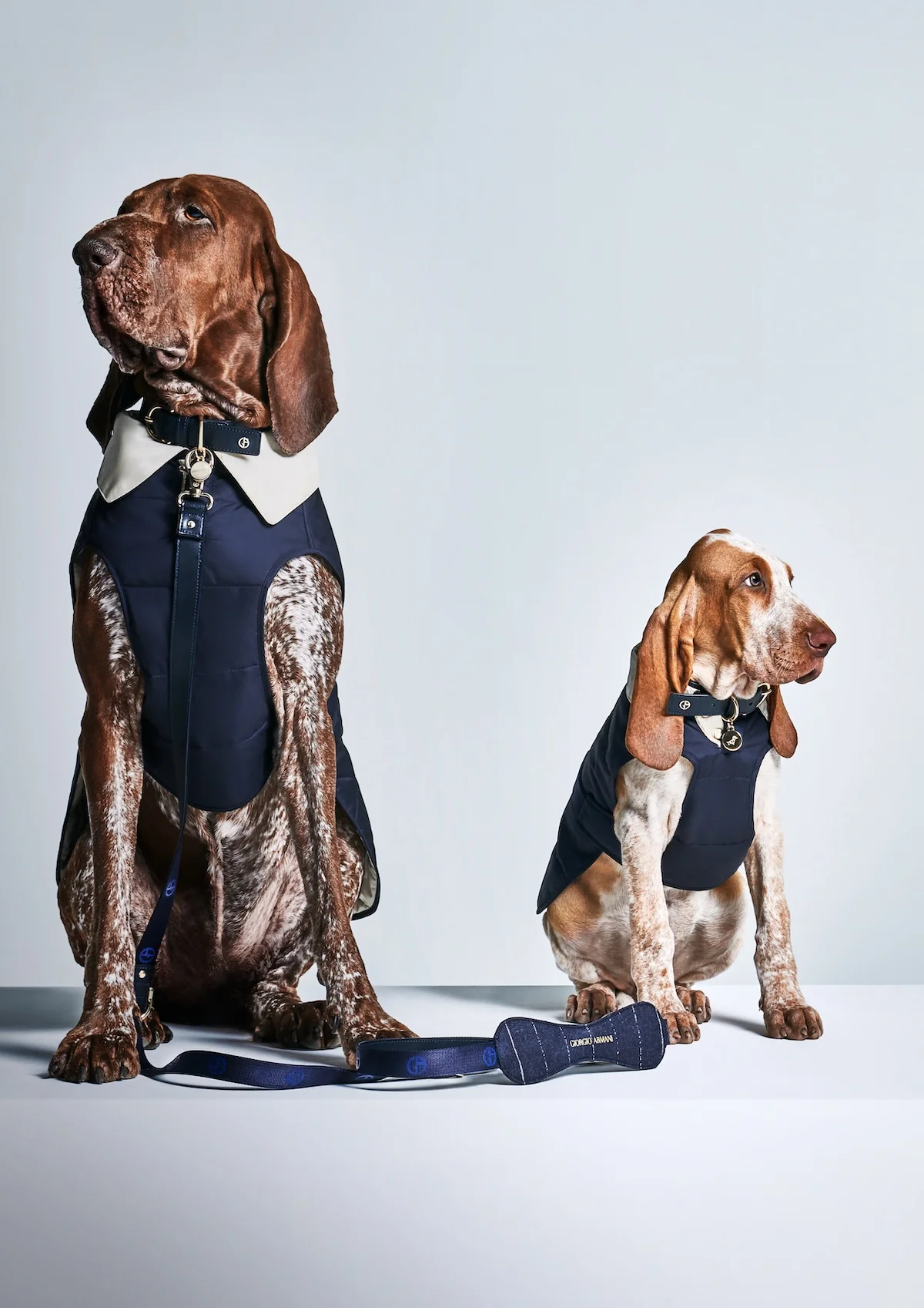Giorgio Armani s'est associé à Poldo Dog Couture pour créer une ligne de mode de luxe pour animaux de compagnie