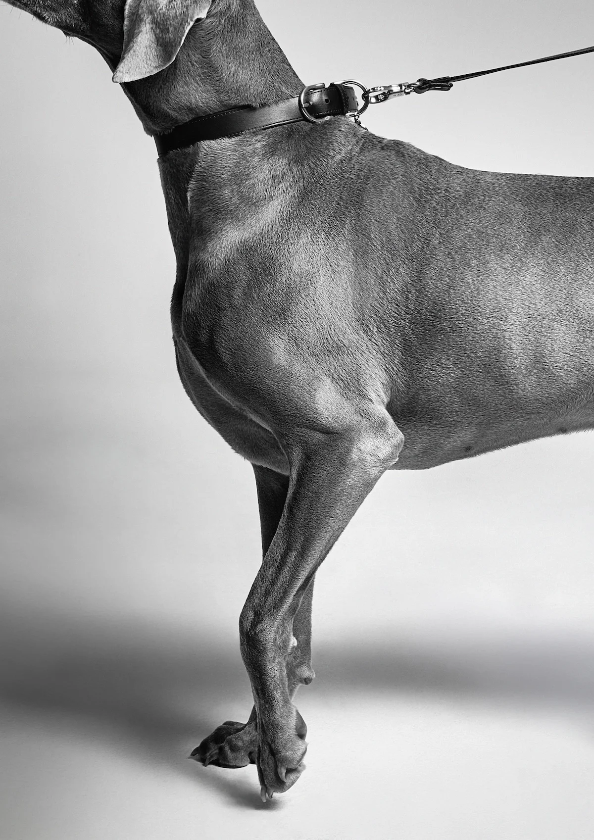 Giorgio Armani s'est associé à Poldo Dog Couture pour créer une ligne de mode de luxe pour animaux de compagnie