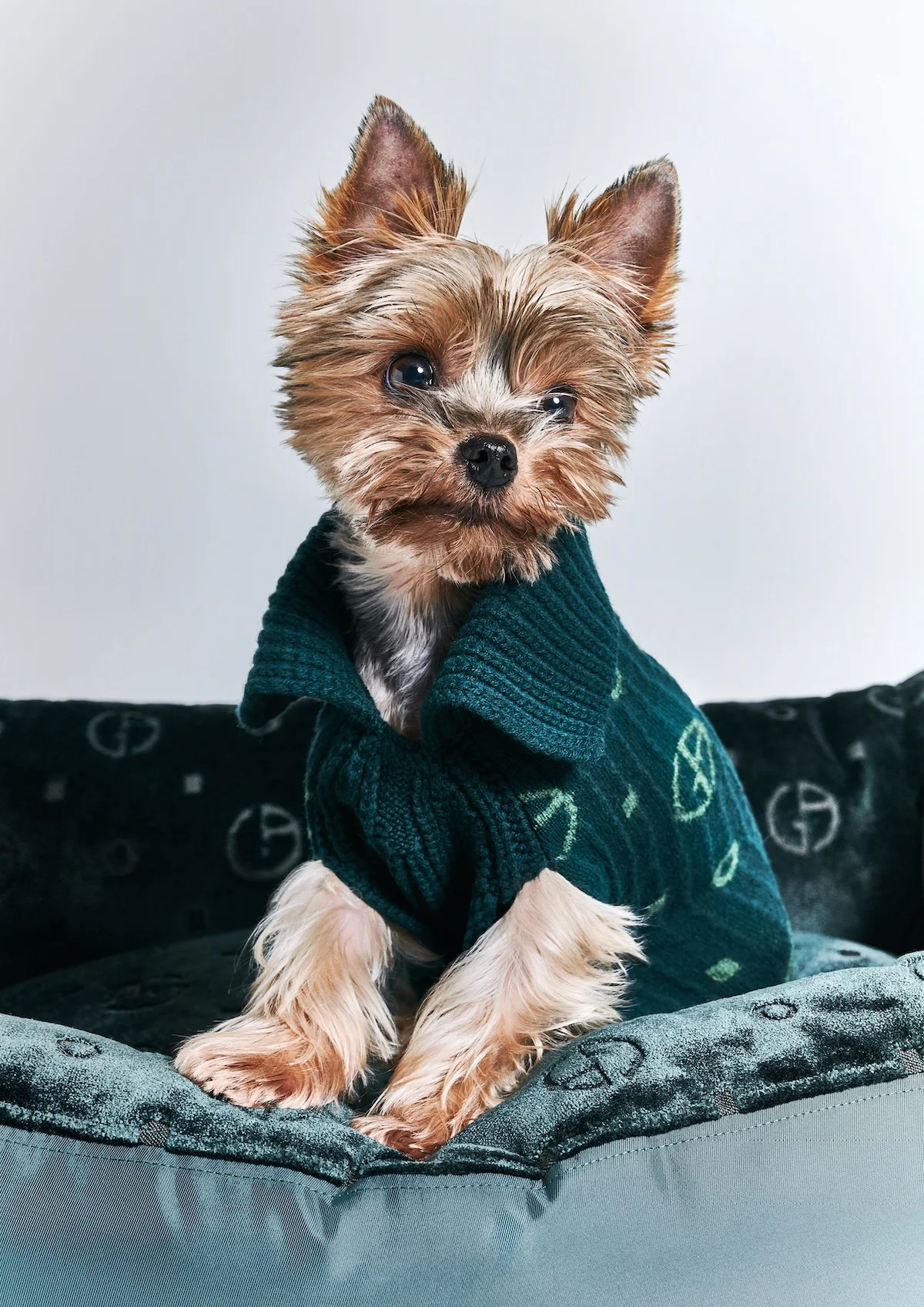 Giorgio Armani s'est associé à Poldo Dog Couture pour créer une ligne de mode de luxe pour animaux de compagnie