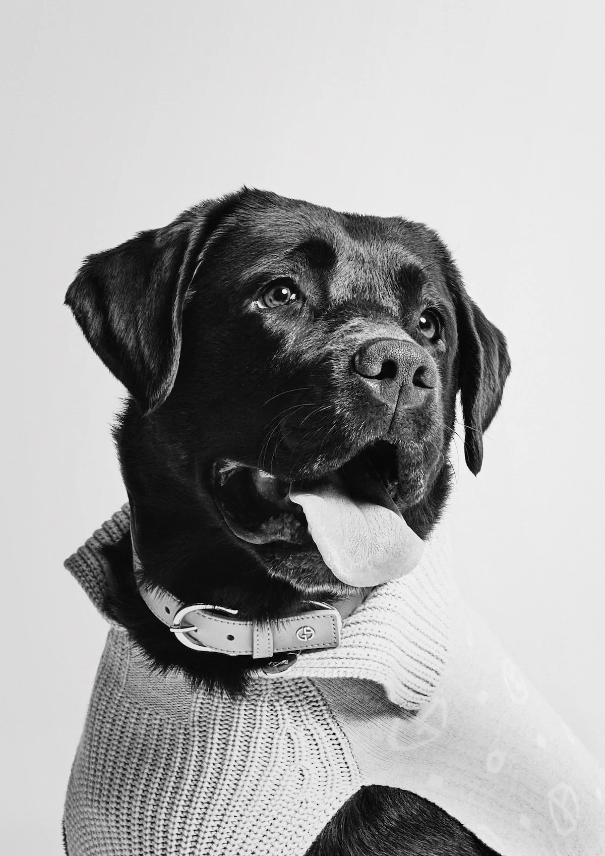 Giorgio Armani s'est associé à Poldo Dog Couture pour créer une ligne de mode de luxe pour animaux de compagnie