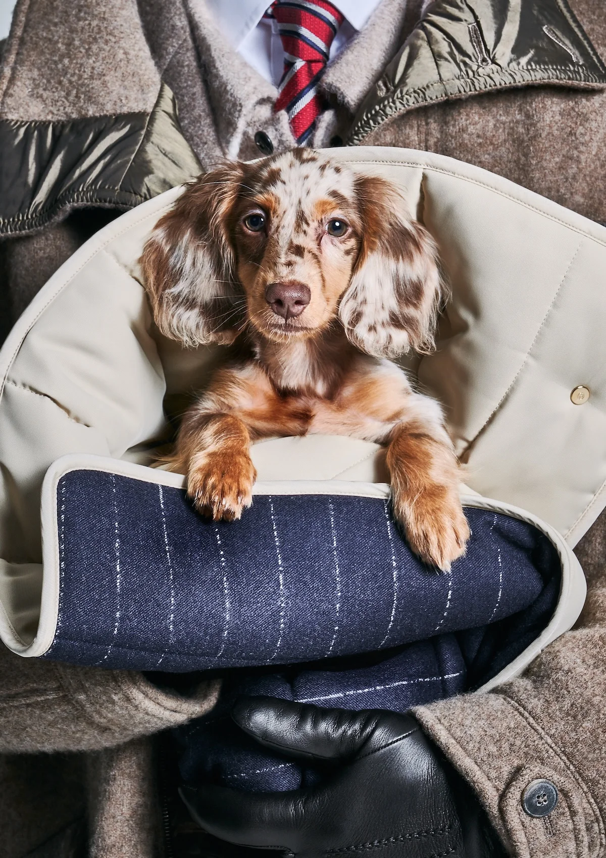 Giorgio Armani s'est associé à Poldo Dog Couture pour créer une ligne de mode de luxe pour animaux de compagnie