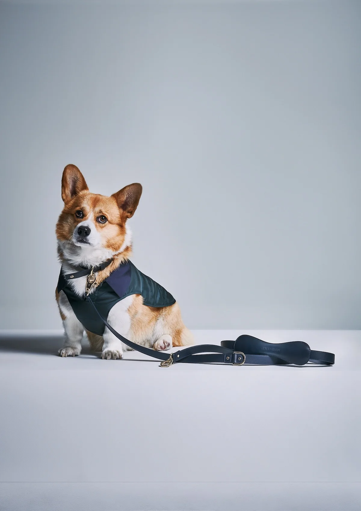 Giorgio Armani s'est associé à Poldo Dog Couture pour créer une ligne de mode de luxe pour animaux de compagnie