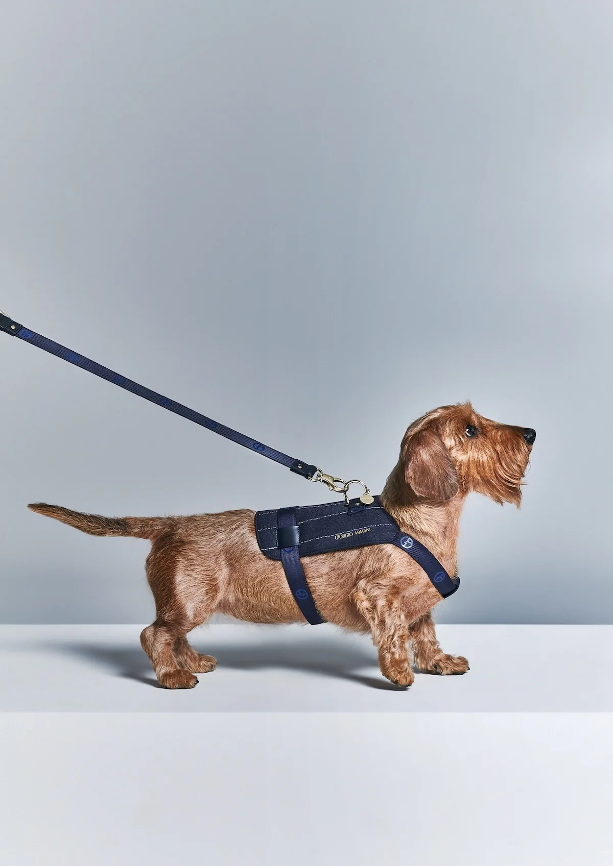 Giorgio Armani s'est associé à Poldo Dog Couture pour créer une ligne de mode de luxe pour animaux de compagnie