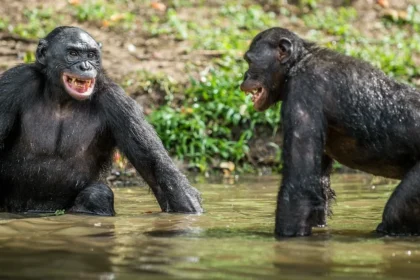 Selon une nouvelle étude, les cris des bonobos révèleraient des traces de langage fondamentales