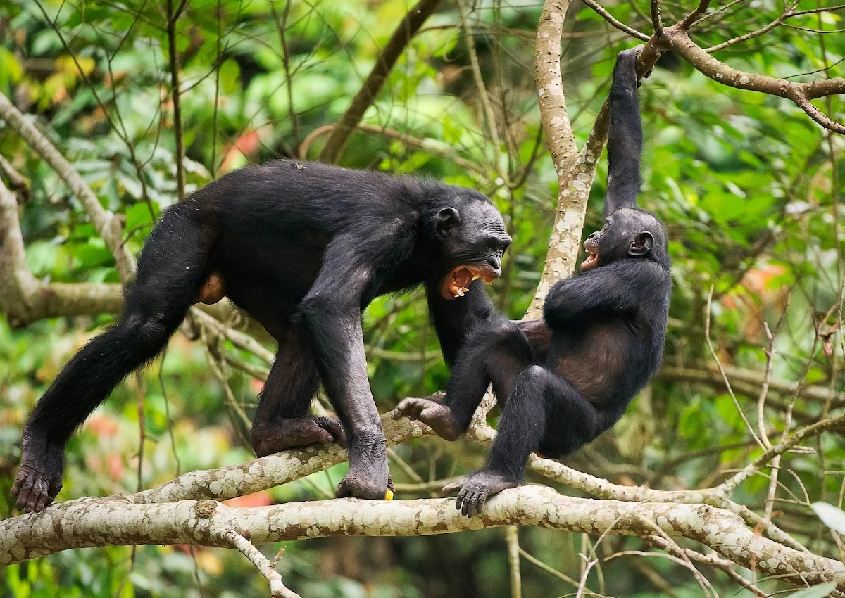 Cris des bonobos Traces de langage 1 Selon une nouvelle étude, les cris des bonobos révèleraient des traces de langage fondamentales