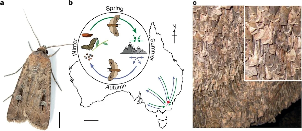 Papillons Bogong 1 Les papillons Bogong d'Australie utilisent les étoiles pour parcourir une distance de 1 000 kilomètres