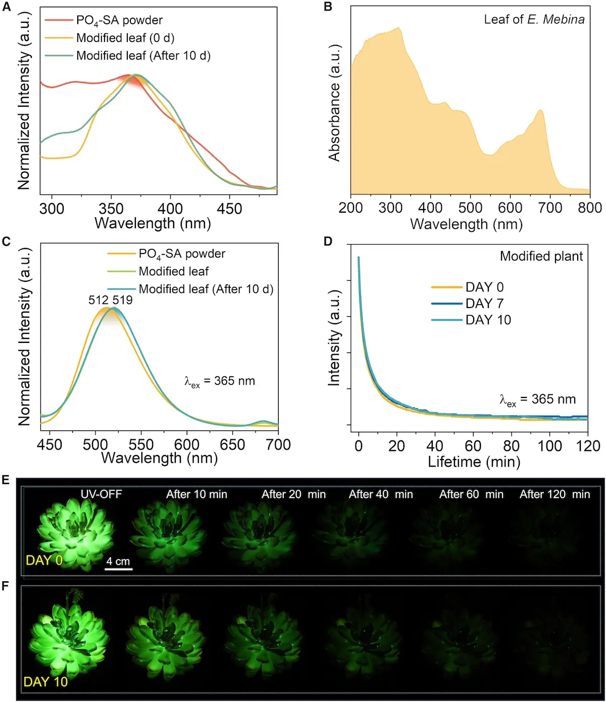Plantes luminescentes 1 Les plantes luminescentes sortent enfin des films de science-fiction grâce aux scientifiques chinois