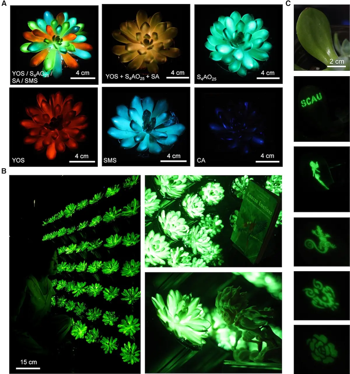 Plantes luminescentes 2 Les plantes luminescentes sortent enfin des films de science-fiction grâce aux scientifiques chinois