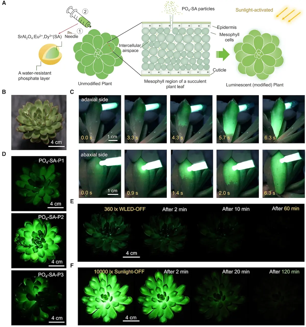 Plantes luminescentes 3 Les plantes luminescentes sortent enfin des films de science-fiction grâce aux scientifiques chinois