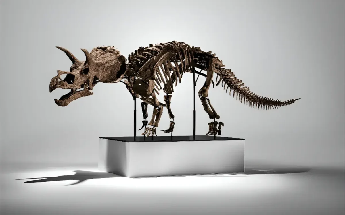 Rare Triceratops juvenile aux encheres chez Phillips Un Triceratops juvénile rare est mis aux enchères pour la première fois chez Phillips