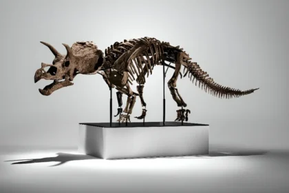 Un Triceratops juvénile rare est mis aux enchères pour la première fois chez Phillips