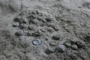 Datation des œufs de dinosaures : une méthode révolutionnaire dévoile leur âge réel