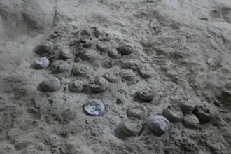 Datation des œufs de dinosaures : une méthode révolutionnaire dévoile leur âge réel