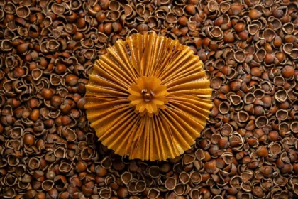 La galette des Rois 2026 « Fleur de Noisette » de La Réserve Paris réinvente la tradition de l'Épiphanie