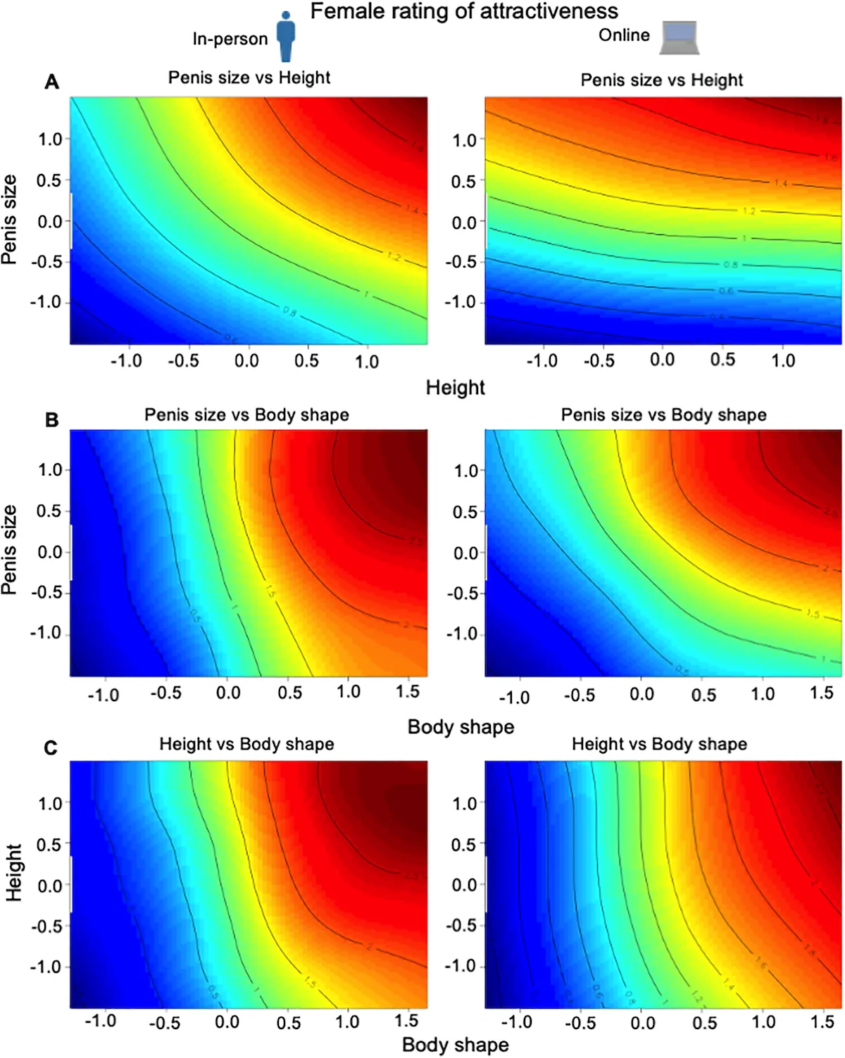 La taille du pénis n’est pas un hasard : ce que révèle l’évolution humaine