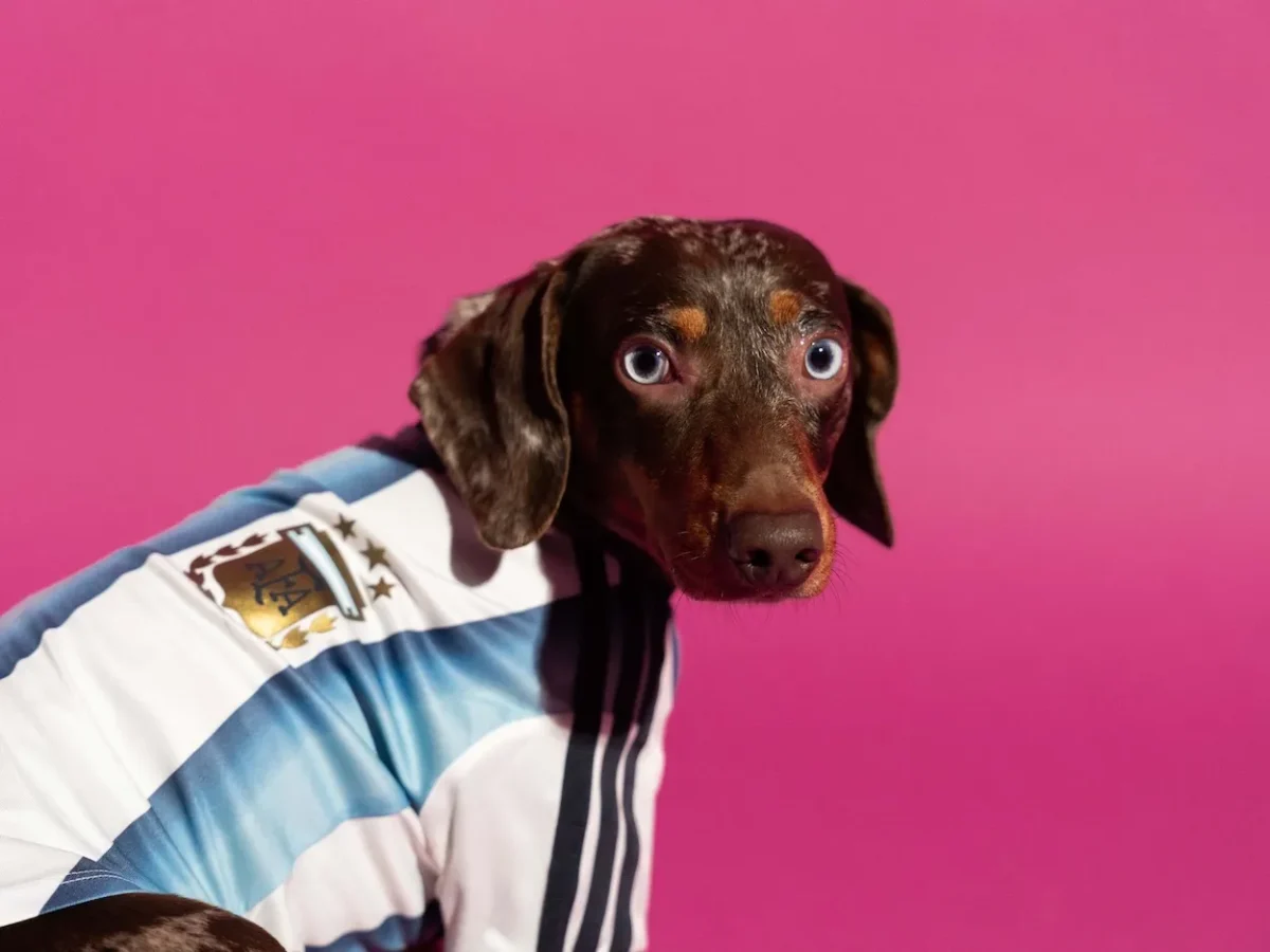 adidas lance des maillots pour animaux aux couleurs de la Coupe du monde 2026