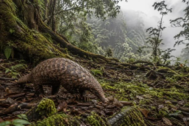 Pangolin himalayen : un fragment de peau vieux de 190 ans vient de trancher son statut d'espèce