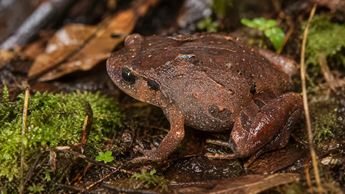 Sept nouvelles especes de grenouilles diamant decouvertes a Madagascar Sept grenouilles diamant sortent de l'ombre malgache aprĂšs douze ans de traque scientifique