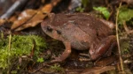 Sept grenouilles diamant sortent de l'ombre malgache après douze ans de traque scientifique