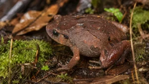 Sept grenouilles diamant sortent de l'ombre malgache après douze ans de traque scientifique