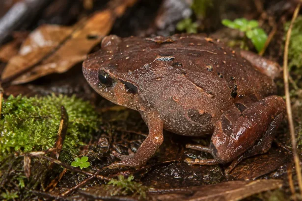 Sept grenouilles diamant sortent de l'ombre malgache après douze ans de traque scientifique
